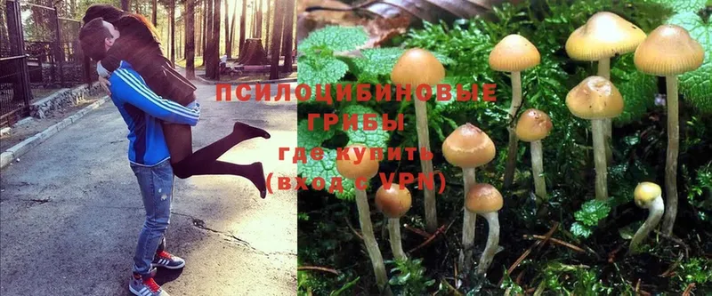 закладки  Шелехов  Псилоцибиновые грибы Cubensis 